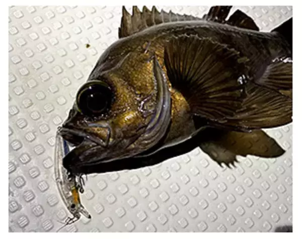 「メバルハンターの発売日っていつなの？2021年冬に登場するメバリングアイテム」の画像