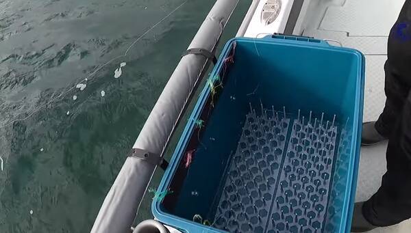 鯛サビキって知ってる マダイをターゲットにした船釣りアプローチをチェック 21年10月19日 エキサイトニュース