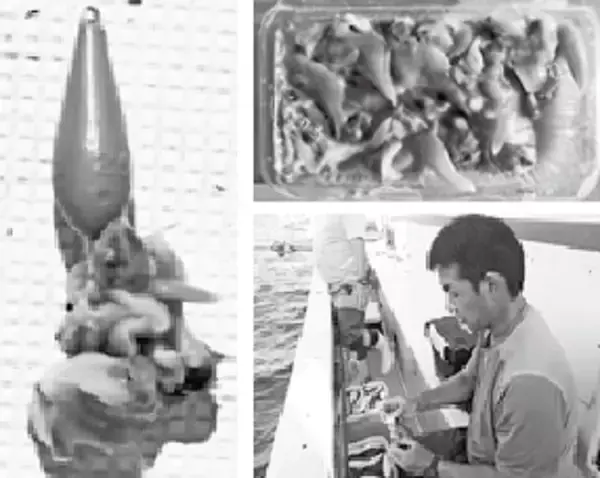 「【秋推し】今、釣りたい4ターゲット～ショウサイフグ編～」の画像