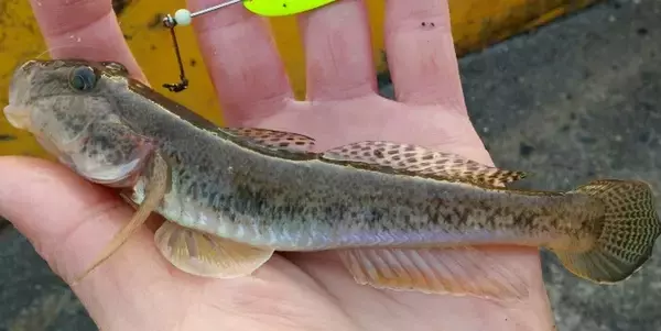 「ハゼの釣り方や食べ方をマスターしたい！おすすめ釣りタックルもピックアップ」の画像