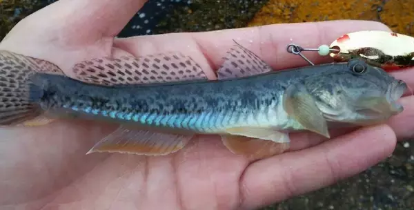 ハゼの釣り方や食べ方をマスターしたい！おすすめ釣りタックルもピックアップ