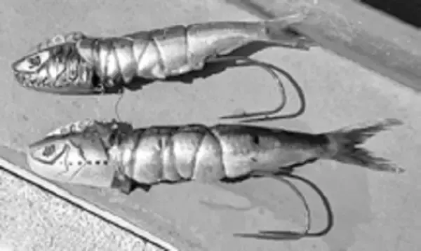 「三石忍の最新！！東京湾テンヤタチウオ事情」の画像