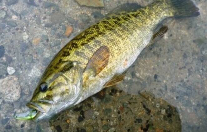 多摩川のような河川でバス釣りを楽しみたい 釣り方や守りたいルール マナーをチェック 21年11月21日 エキサイトニュース 2 4