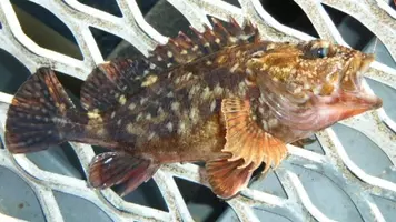 カサゴゲームの有名ゲストたち 見分け方と食味はいかに 21年1月21日 エキサイトニュース