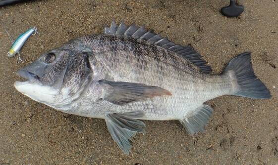 クロダイを釣って美味しく食べたい 釣り方や料理法をチェック 21年11月28日 エキサイトニュース