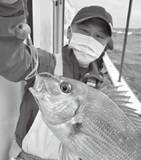 「【実りの秋鯛】タイラバ～簡単、シンプル、面白い！～」の画像2