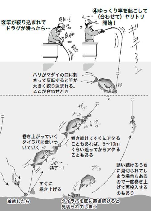 【実りの秋鯛】タイラバ～簡単、シンプル、面白い！～