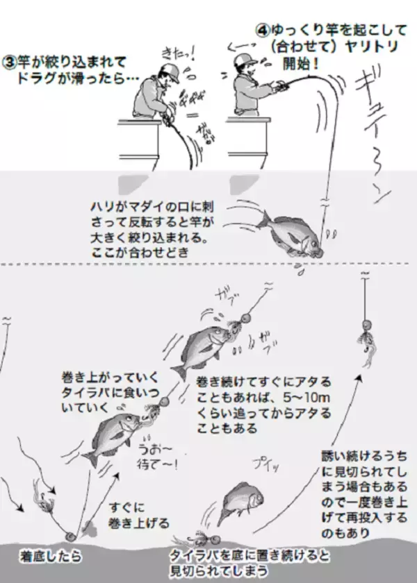 「【実りの秋鯛】タイラバ～簡単、シンプル、面白い！～」の画像