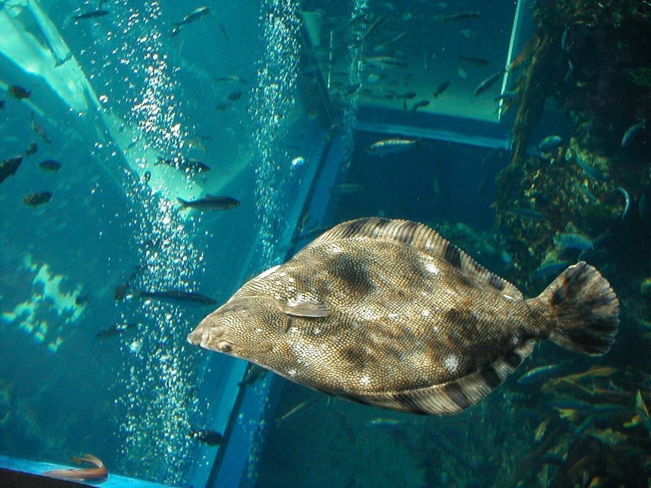 オヒョウの生態に迫る 全長4m超え 100年以上生きる魚って本当 21年12月9日 エキサイトニュース