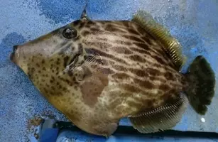 カサゴの締め方ってどうすればいいの 脳締め 神経締めのやり方を動画でチェック 21年7月28日 エキサイトニュース