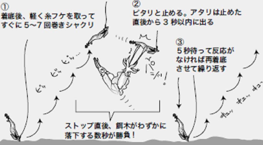 アオリイカと餌木あそび 餌木シャクリ 21年12月7日 エキサイトニュース 5 5