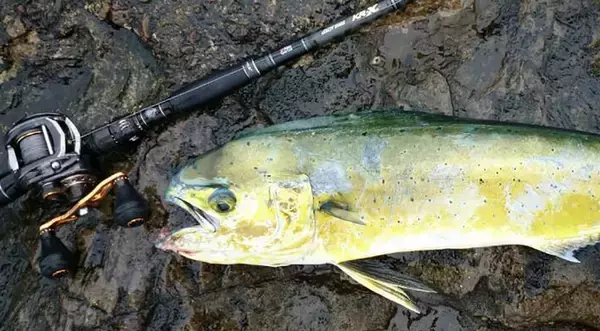 「ショアジギングにベイトリールを使っている人が増えているってホント？」の画像