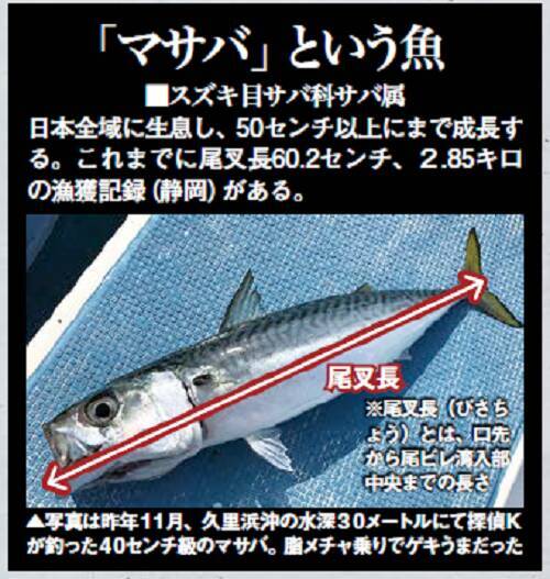 東京湾のマサバが減ってるって本当なの 21年12月6日 エキサイトニュース