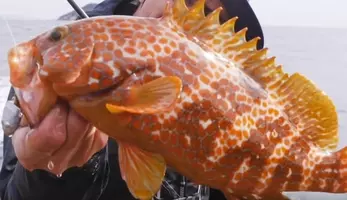 ハタってどんな魚か知ってる 大きいほど値段の高い超高級魚を詳しくチェック 21年5月28日 エキサイトニュース