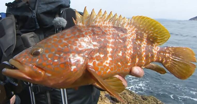 高級魚キジハタの値段っていくらぐらいなの おすすめの釣り方もチェック 21年12月15日 エキサイトニュース