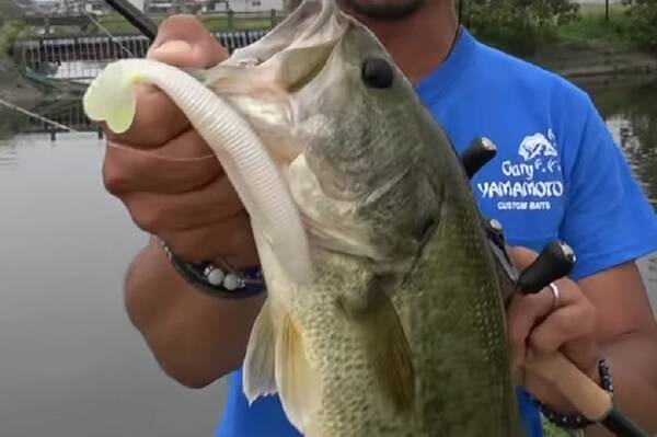 バス釣りでハートテール使ってる 投げやすくてよく釣れるシャッドテール系ワーム 21年12月17日 エキサイトニュース