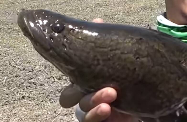 雷魚を食べる 食べない 淡水のルアー対象魚を釣った後はどうする 21年12月30日 エキサイトニュース