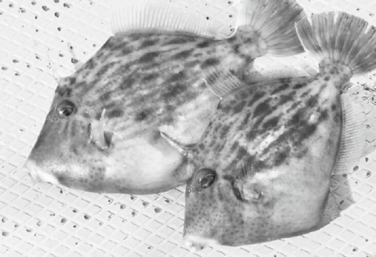 鈴木孝の安心カワハギ塾