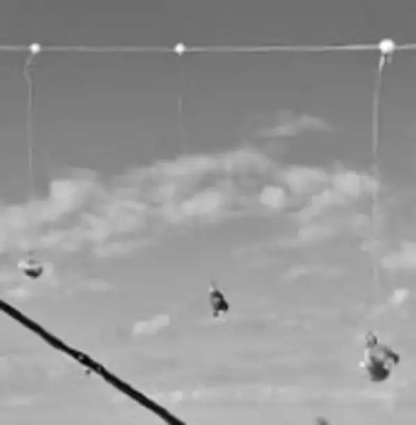 「鈴木孝の安心カワハギ塾」の画像