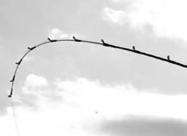 「鈴木孝の安心カワハギ塾」の画像