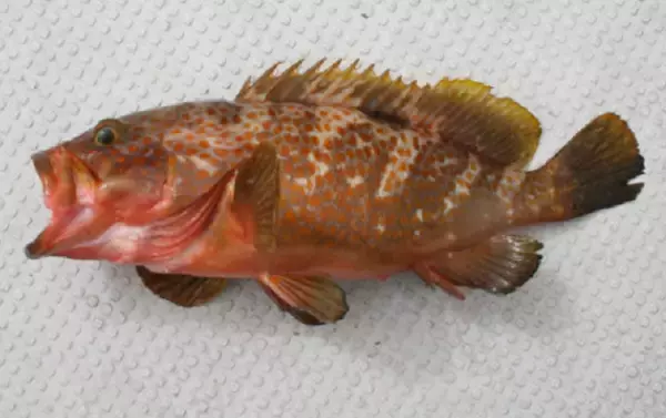 「キジハタを釣って料理したい！おすすめの食べ方や釣り方を詳しくチェック」の画像