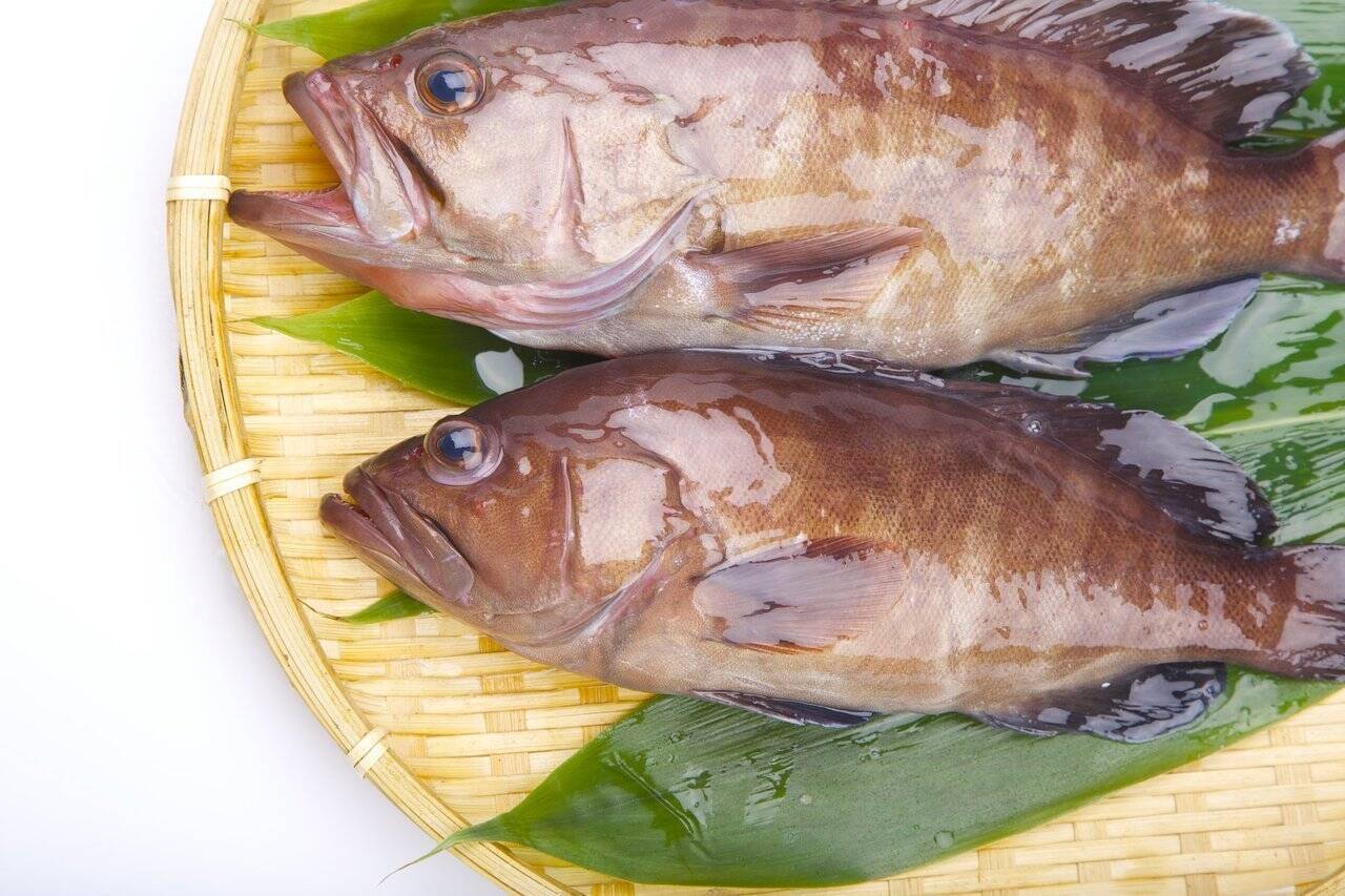 マハタってどんな魚 生態から釣り方 おすすめの料理法まで一挙ご紹介 22年5月11日 エキサイトニュース