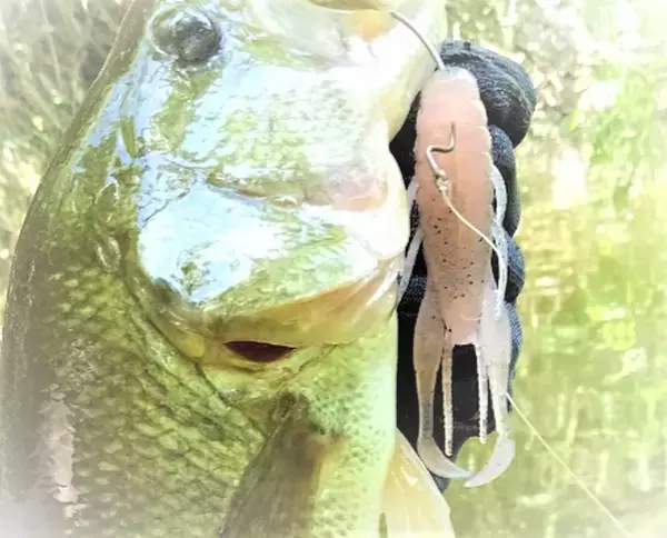 「バックスライド系ワーム大特集！どうやって使えばいいの？」の画像