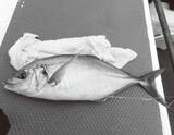 「初釣りは難敵シマアジ　短い仕掛けで目標達成」の画像1