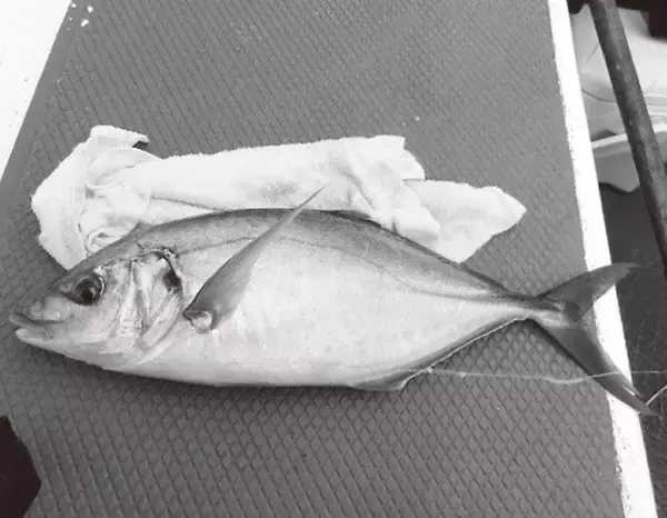 初釣りは難敵シマアジ　短い仕掛けで目標達成