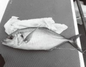 初釣りは難敵シマアジ　短い仕掛けで目標達成