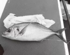 初釣りは難敵シマアジ　短い仕掛けで目標達成