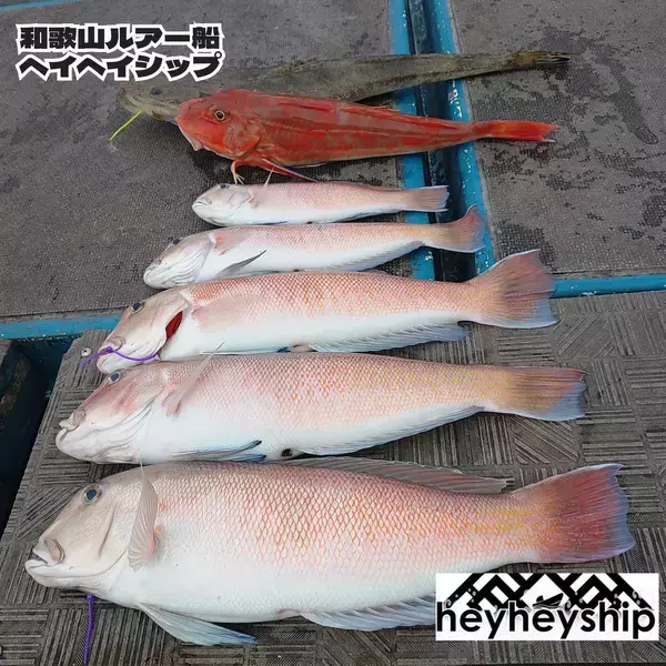 和歌山で冬に狙う高級魚！heyheyshipで楽しむシロアマダイ釣りと5つの魅力