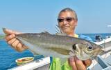 「城ケ島沖で大アジ乱舞　マダイや青物、根魚が狙えるお楽しみも！」の画像10