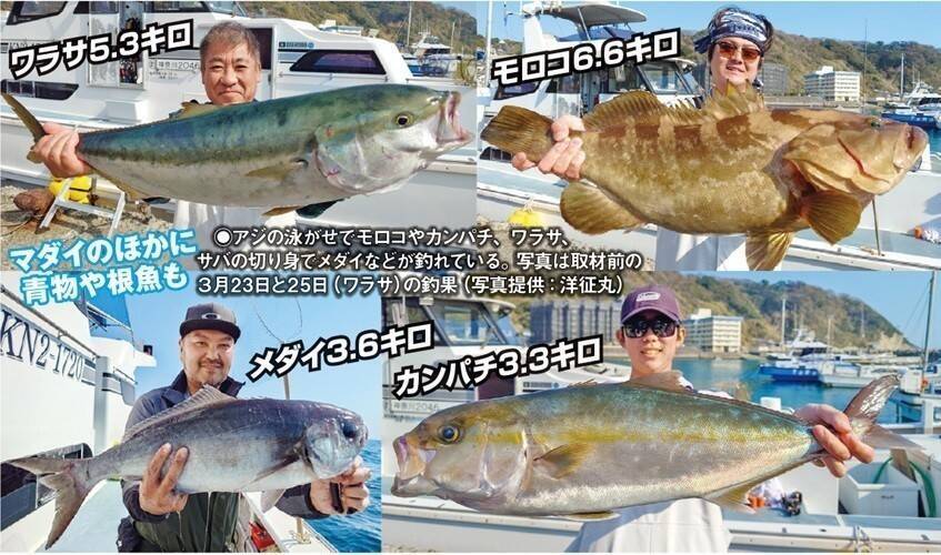 城ケ島沖で大アジ乱舞　マダイや青物、根魚が狙えるお楽しみも！