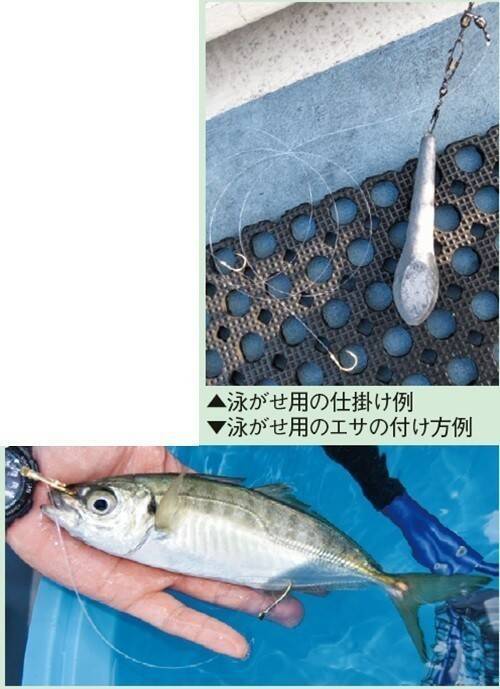 城ケ島沖で大アジ乱舞　マダイや青物、根魚が狙えるお楽しみも！