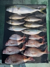 【釣果速報】和歌山県淡隆丸でマダイをキャッチ！メジロ・イサキも交じり豪華なお土産に！今なら、お土産確保間違いなし！