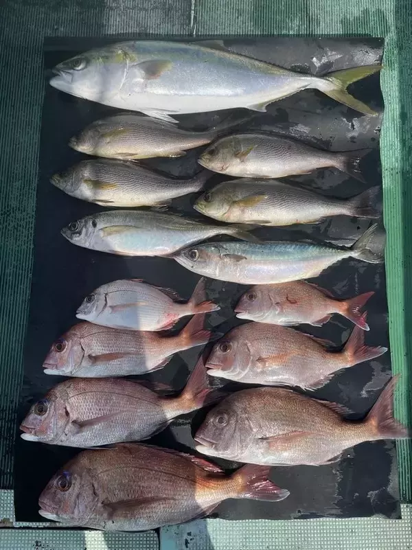 【釣果速報】和歌山県淡隆丸でマダイをキャッチ！メジロ・イサキも交じり豪華なお土産に！今なら、お土産確保間違いなし！