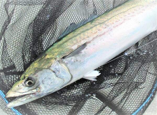 サゴシの釣り方特集 防波堤からのライトショアジギングを楽しむ方法 22年4月27日 エキサイトニュース サゴシの釣り方特集 防波堤からのライトショアジギングを楽しむ方法 22年4月27日 エキサイトニュース