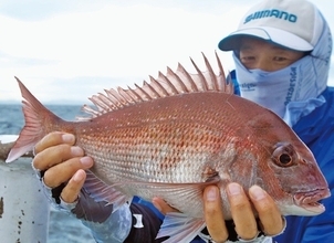 近場＆浅場で驚愕の光景　八景沖のコマセダイは数＆型とも大満足！