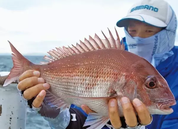 近場＆浅場で驚愕の光景　八景沖のコマセダイは数＆型とも大満足！