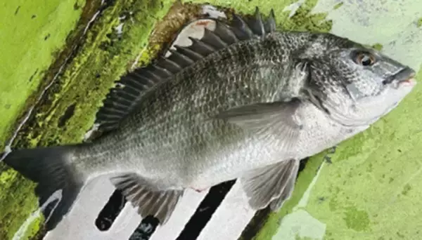 「近場＆浅場で驚愕の光景　八景沖のコマセダイは数＆型とも大満足！」の画像