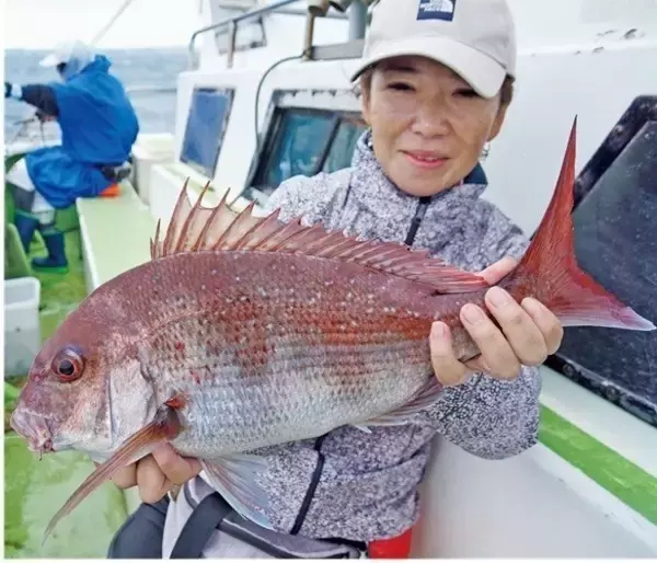 「近場＆浅場で驚愕の光景　八景沖のコマセダイは数＆型とも大満足！」の画像
