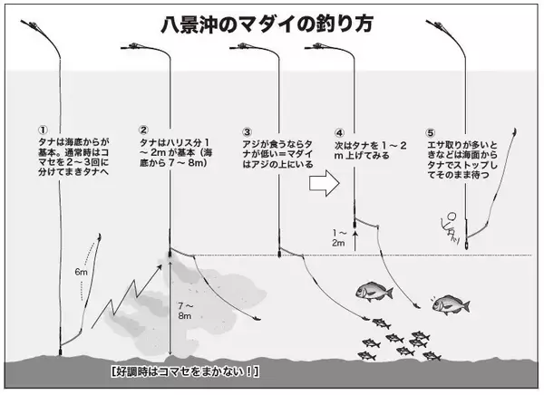 「近場＆浅場で驚愕の光景　八景沖のコマセダイは数＆型とも大満足！」の画像