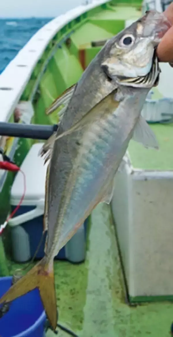 「近場＆浅場で驚愕の光景　八景沖のコマセダイは数＆型とも大満足！」の画像
