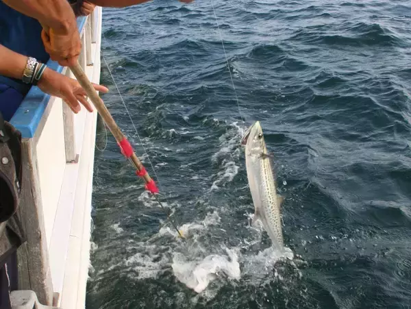 「サワラ釣りはタナと合わせが肝心！サワラの特徴や旬、釣り方から仕掛けまで大公開！」の画像