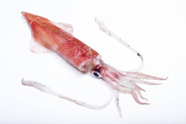 マルイカを釣ったら美味しく食べよう さばき方のコツとおすすめ料理をご紹介 21年4月29日 エキサイトニュース マルイカを釣ったら美味しく食べよう さばき方のコツとおすすめ料理をご紹介 21年4月29日 エキサイトニュース