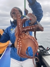 【釣果速報】茨城県日立丸でマダコが超快釣！サイズも最大3.5kgと釣りごたえバッチリ！週末はモンスタータコを狙いに行きませんか？