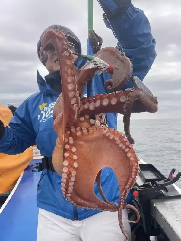 【釣果速報】茨城県日立丸でマダコが超快釣！サイズも最大3.5kgと釣りごたえバッチリ！週末はモンスタータコを狙いに行きませんか？