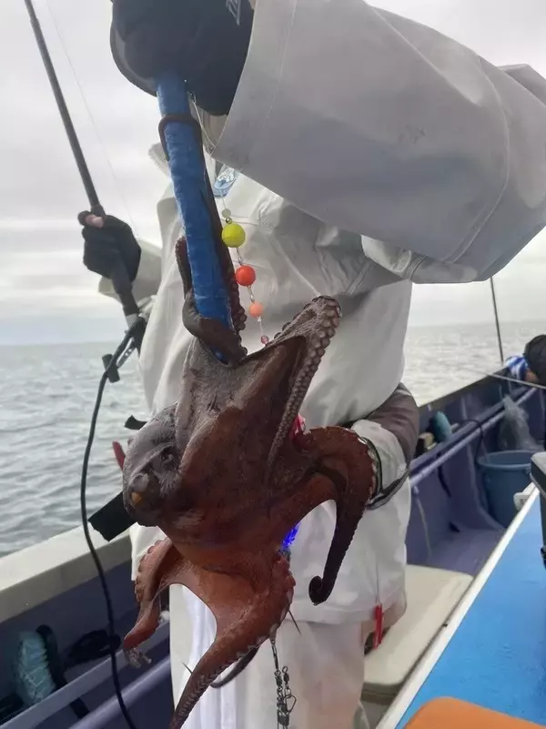 「【釣果速報】茨城県日立丸でマダコが超快釣！サイズも最大3.5kgと釣りごたえバッチリ！週末はモンスタータコを狙いに行きませんか？」の画像