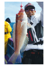 このポテンシャルはすごい！日立沖のアマダイ好調キープ